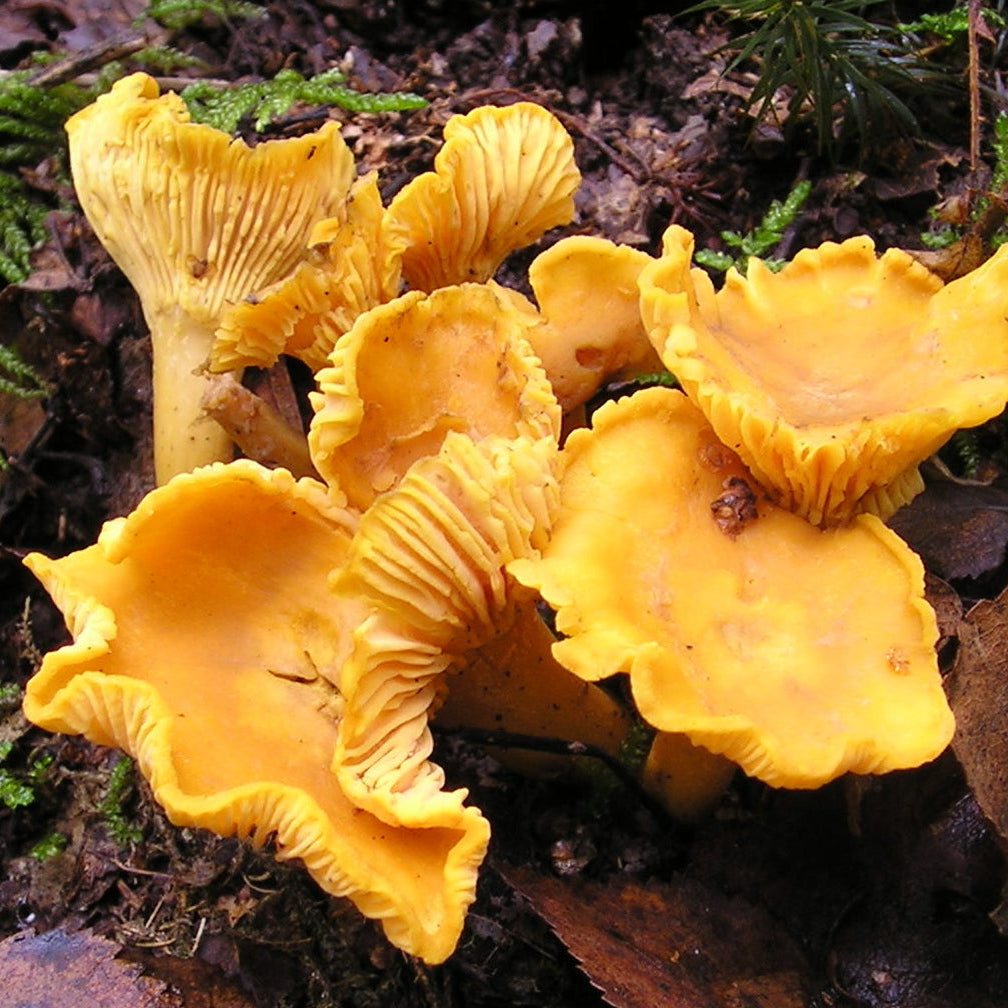 Wild Mushrooms - health benefits and different flavours!