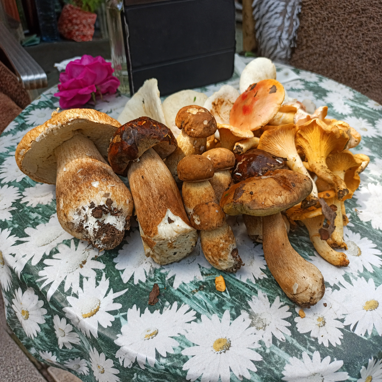 Assorted freshly foraged wild mushrooms, including porcini and chanterelles, arranged on a floral tablecloth