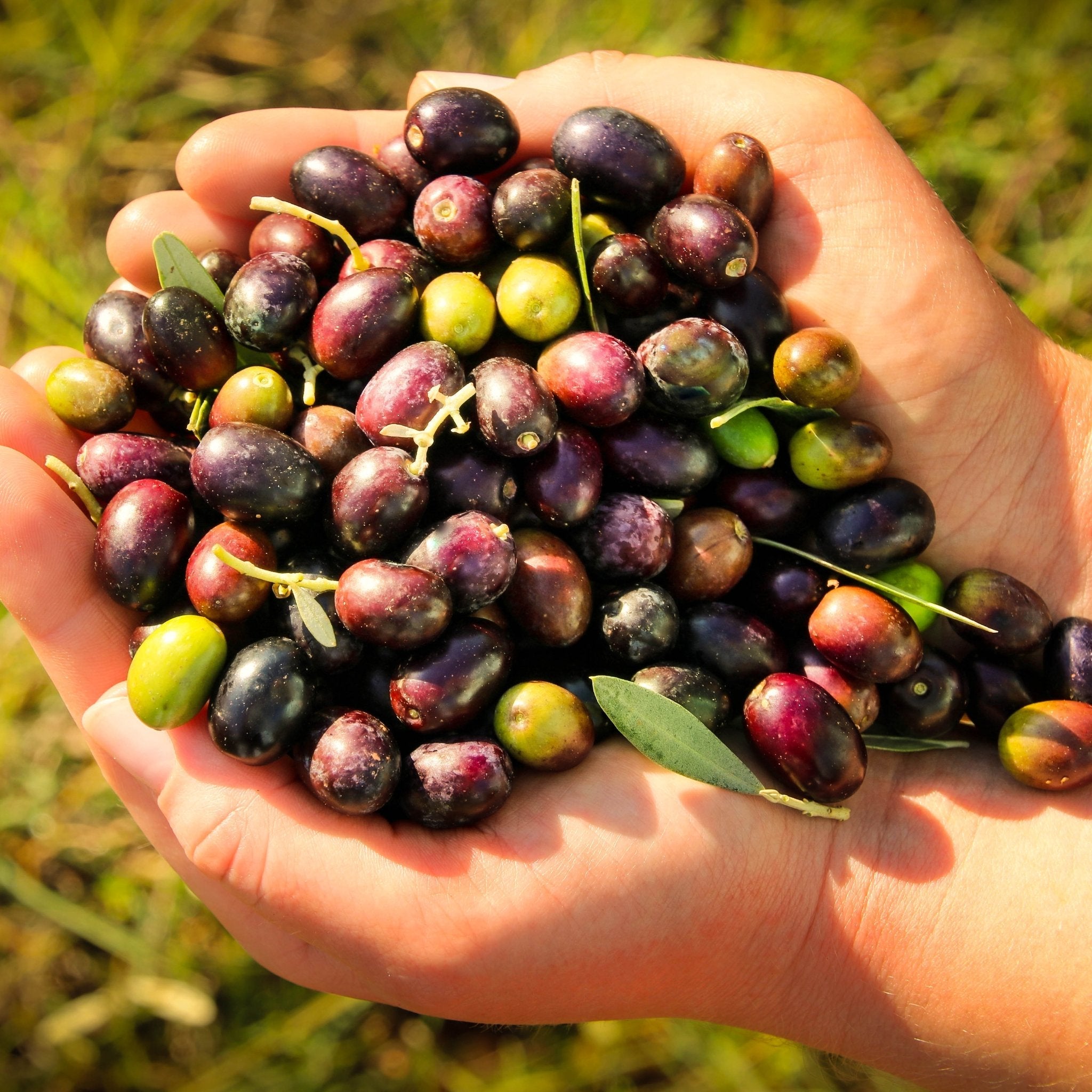Organic Olive Oil | Hands full of organic olives from which this EVOO is made.