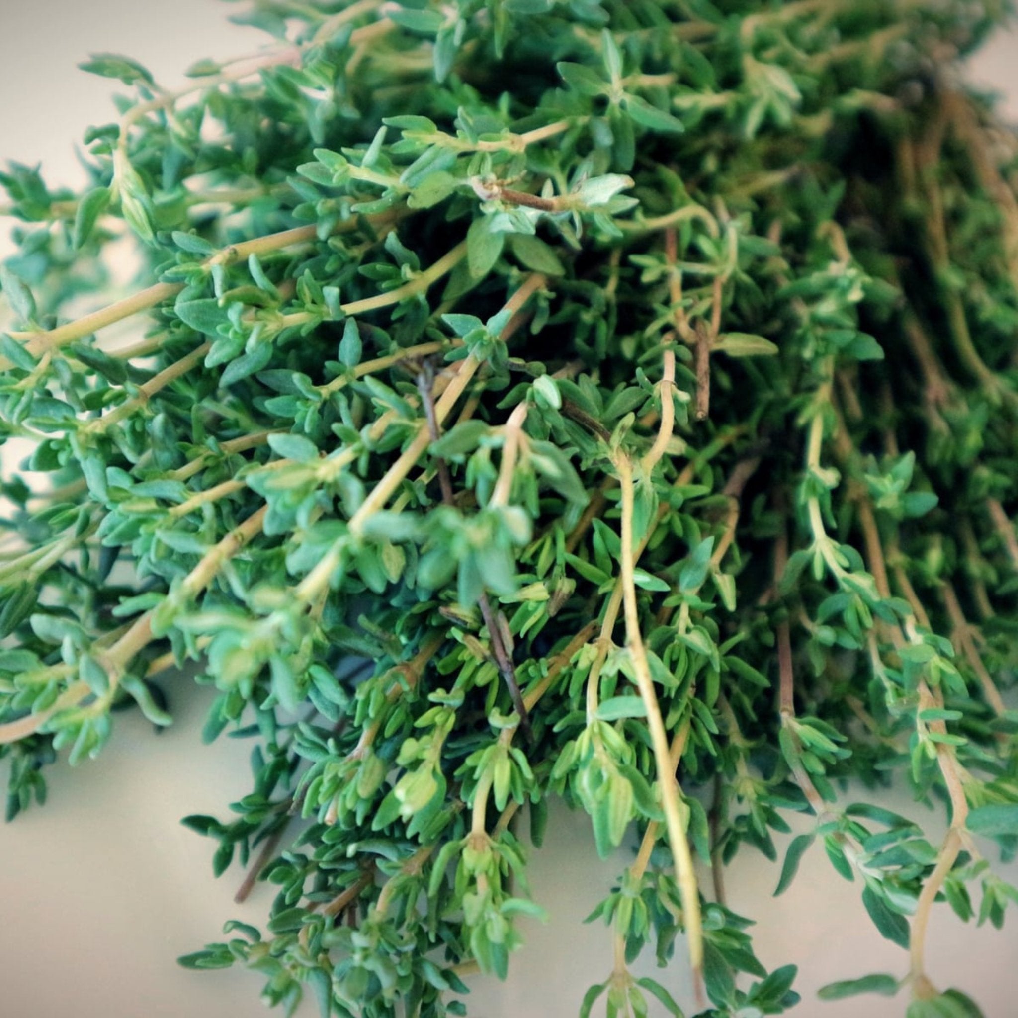 Bunch of fresh thyme leaves on the table