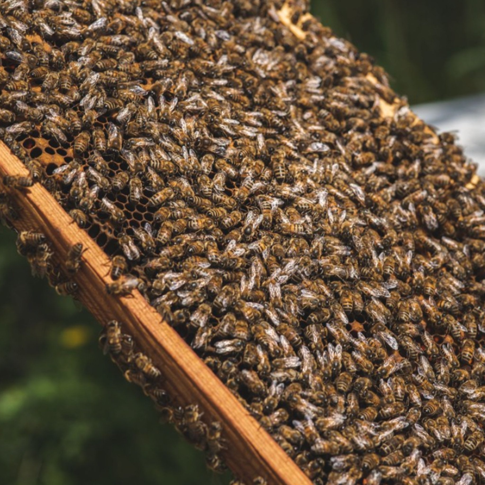 Bees making the honey.