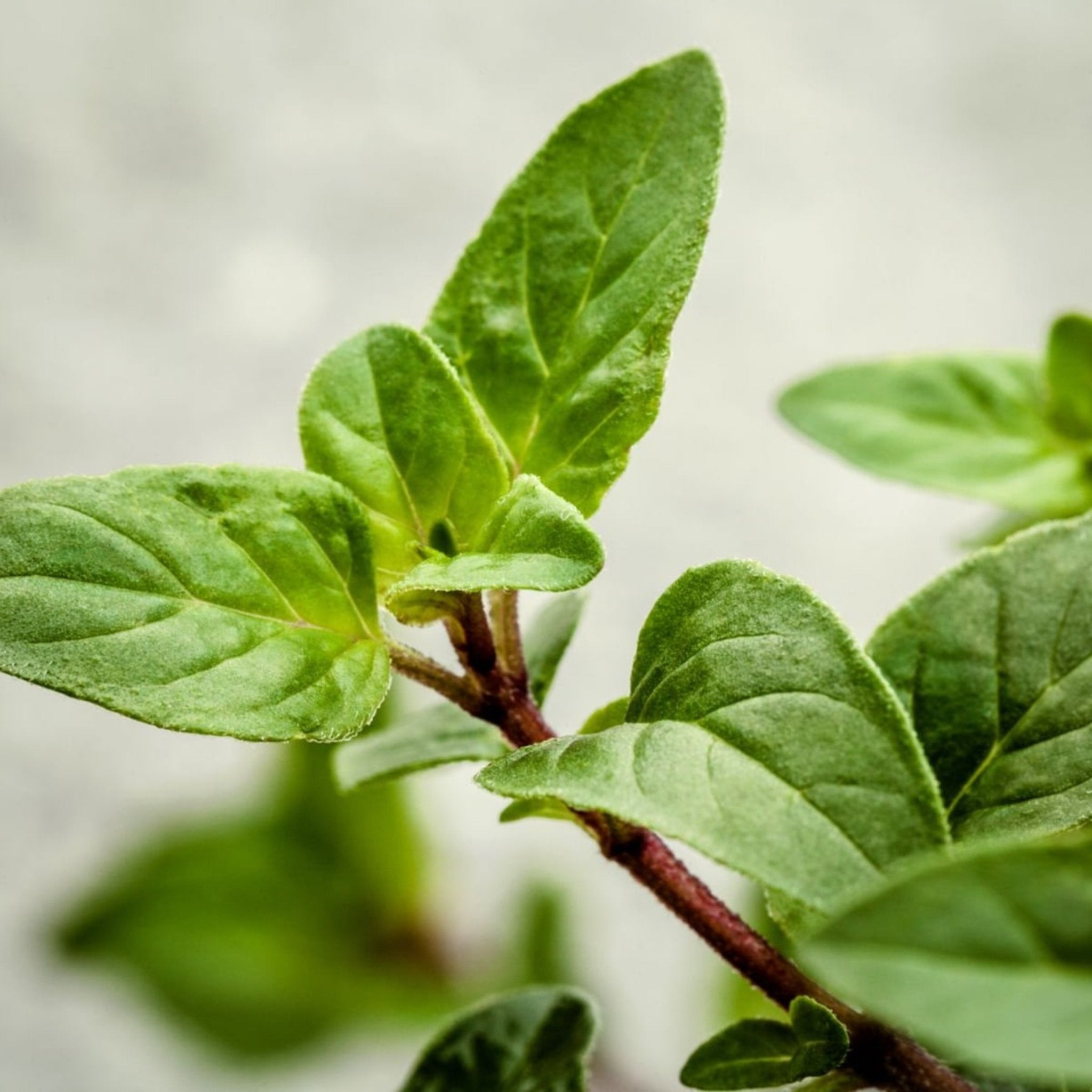 Organic Wild Oregano  fresh leaves | Oregano from Crete, Greece 